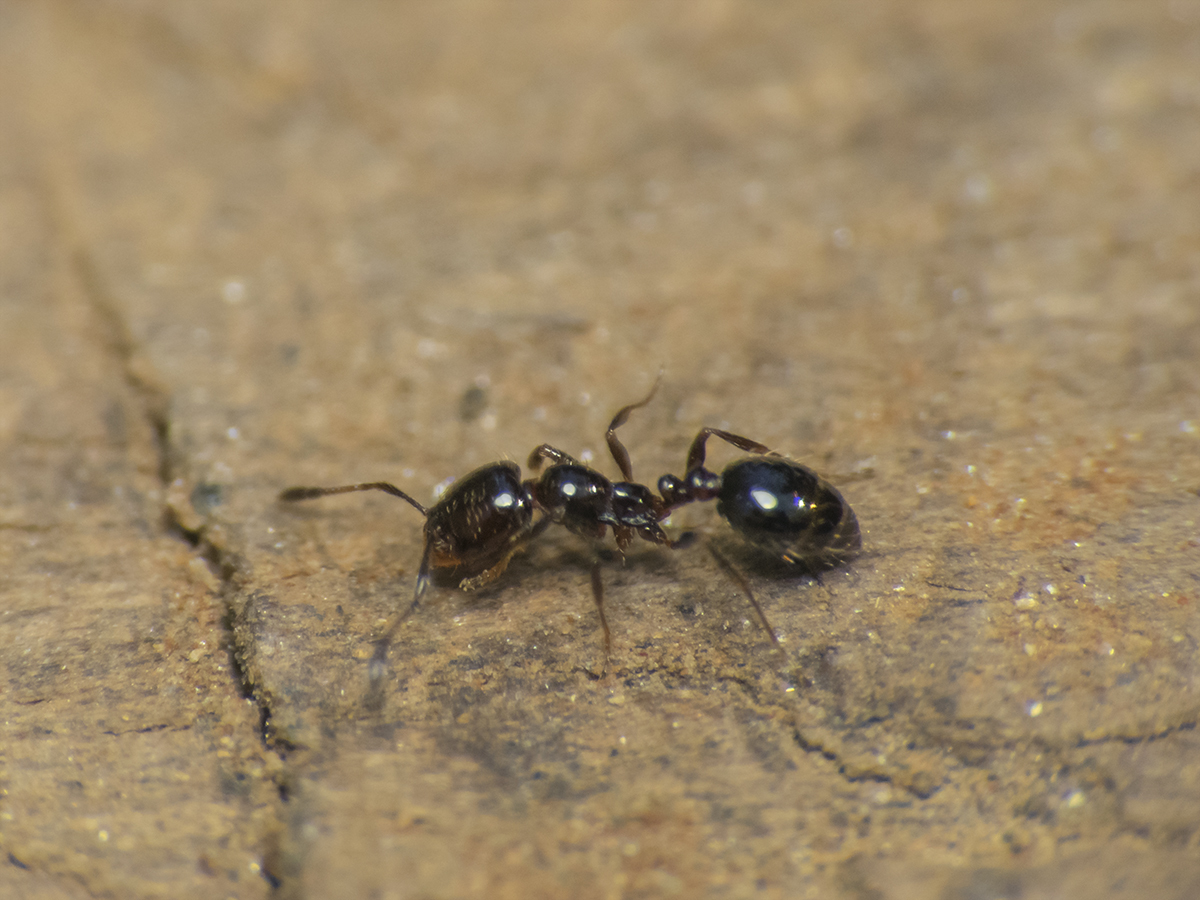 Solenopsis gayi