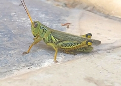 Melanoplus differentialis