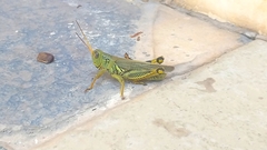 Melanoplus differentialis