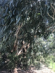 Eucalyptus radiata
