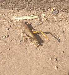 Melanoplus differentialis