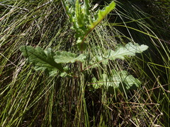 Senecio picridioides