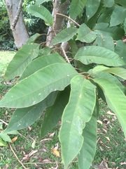 Magnolia champaca