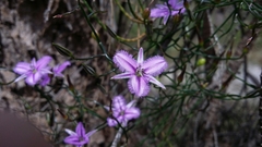 Thysanotus manglesianus