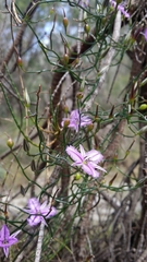 Thysanotus manglesianus