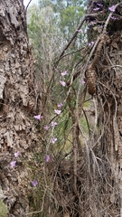Thysanotus manglesianus