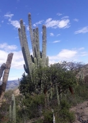 Cephalocereus fulviceps