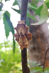 Troidini