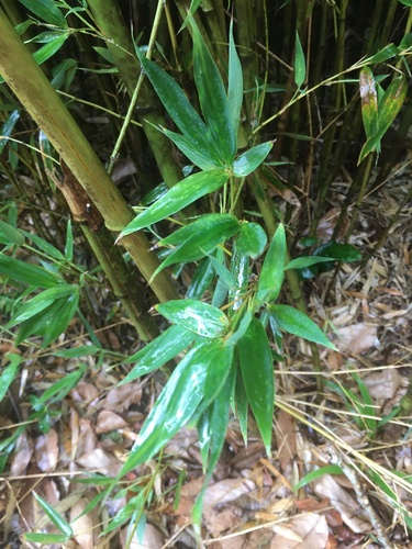 Phyllostachys aurea image