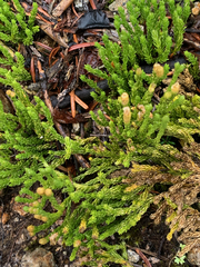 Diphasiastrum alpinum