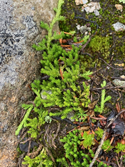 Diphasiastrum alpinum