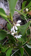 Scaevola repens