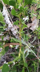 Scaevola repens
