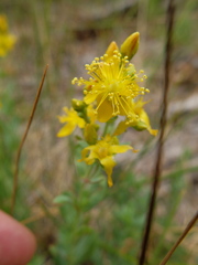Hypericum scouleri