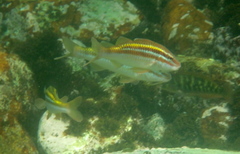 Parupeneus biaculeatus
