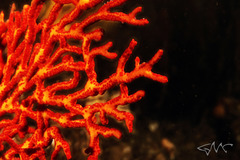 Melithaea zimmeri