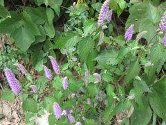 Elsholtzia splendens