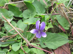 Viola mandshurica