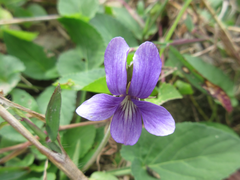 Viola mandshurica