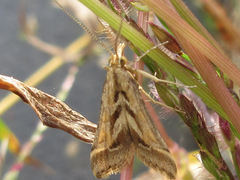 Diasemia accalis