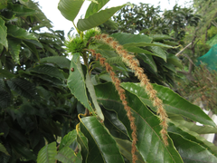 Castanea crenata