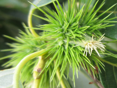 Castanea crenata