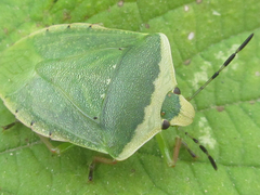 Nezara antennata