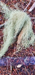 Usnea cavernosa