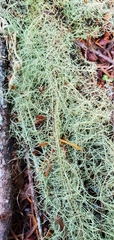Usnea cavernosa