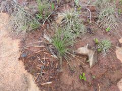 Cyperus rupestris rupestris
