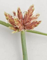 Cyperus rupestris rupestris