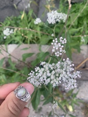 Eupatorium serotinum