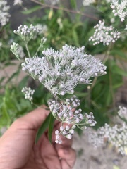 Eupatorium serotinum