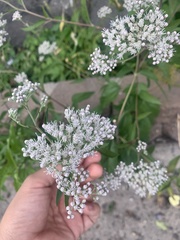 Eupatorium serotinum