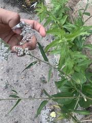 Eupatorium serotinum
