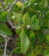 Myoporum crassifolium