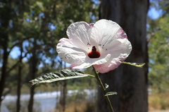 Hibiscus heterophyllus