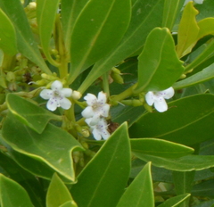 Myoporum crassifolium