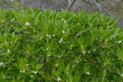 Myoporum crassifolium