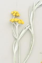 Helichrysum aureonitens