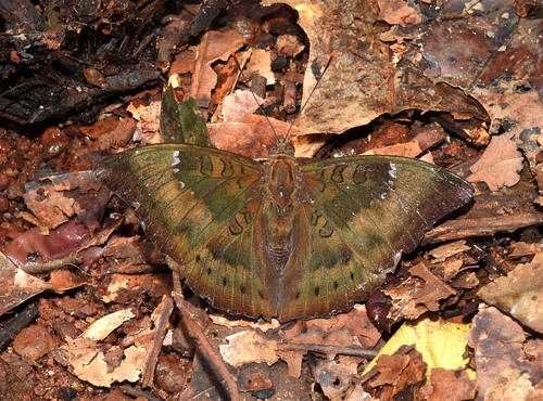 Common Baron photo 4