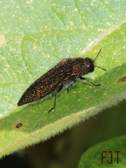 Acmaeodera cuprina