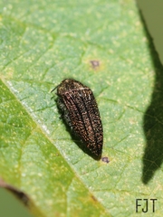 Acmaeodera cuprina