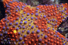 Asterodiscides truncatus