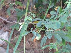 Manihot chlorosticta