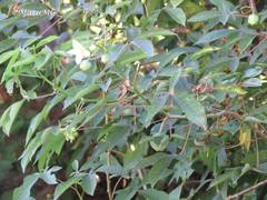 Manihot chlorosticta