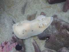 Alloiodoris lanuginata