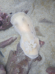 Alloiodoris lanuginata