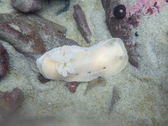 Alloiodoris lanuginata
