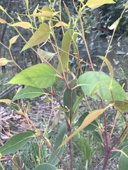 Eucalyptus robusta